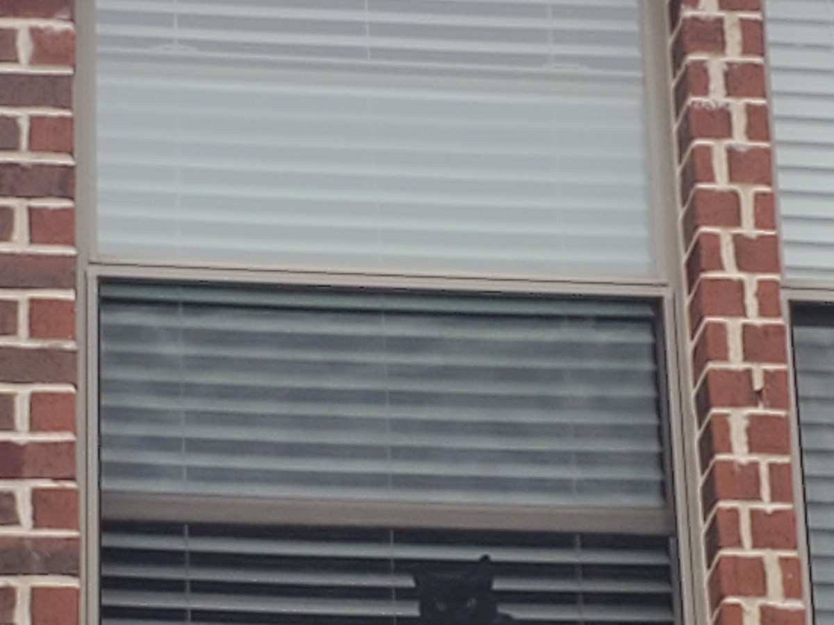 The Squirrel Chronicles; The&nbsp;Beginning